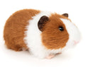 Peluche Cochon d'Inde (marron) Uni Toys