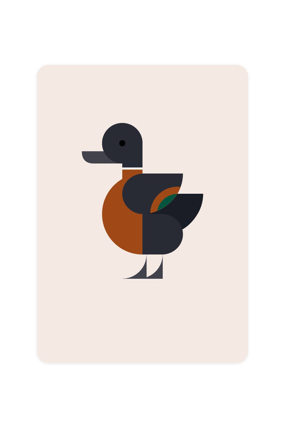 Postcard with Australian Shelteduck