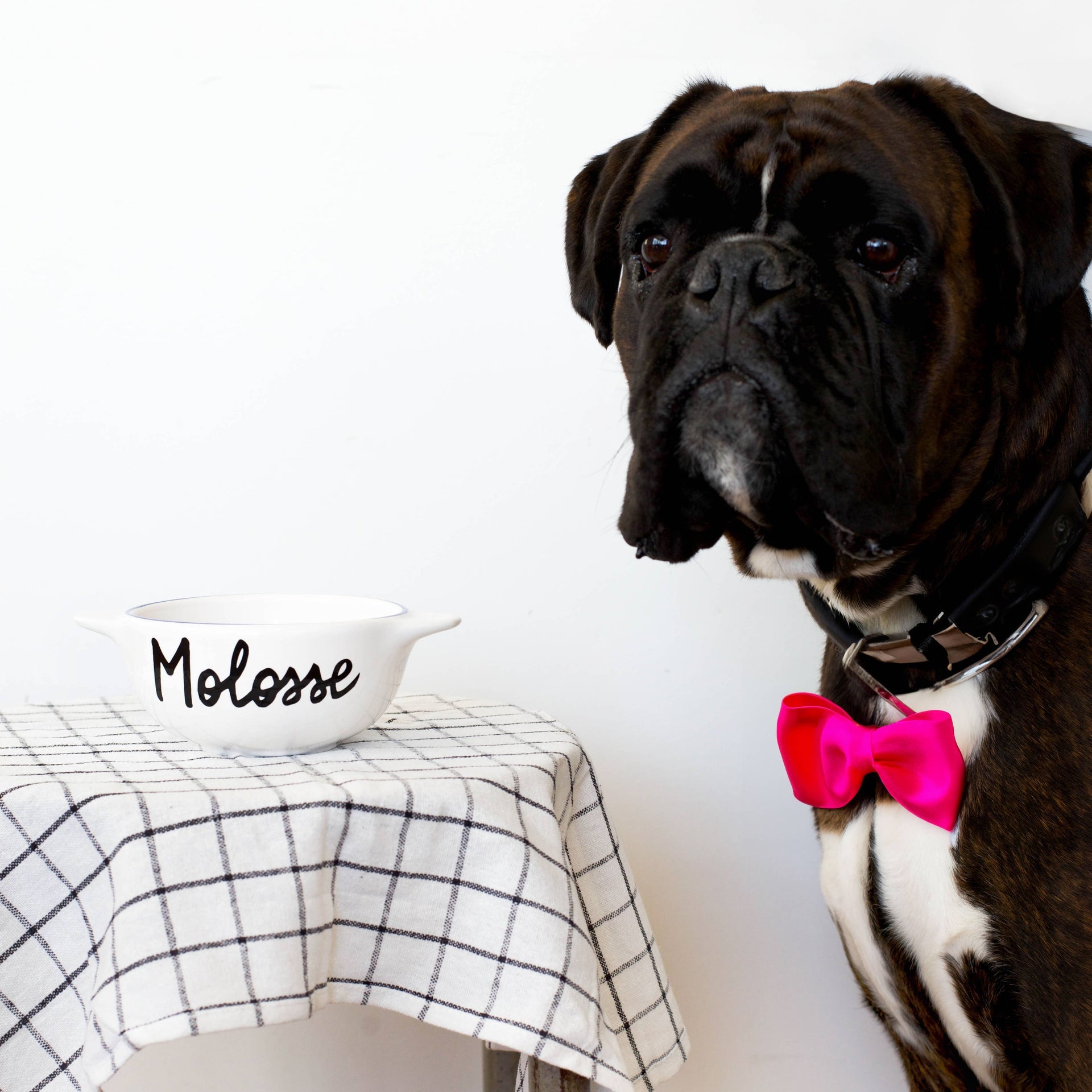 bol breton molossse pied de poule