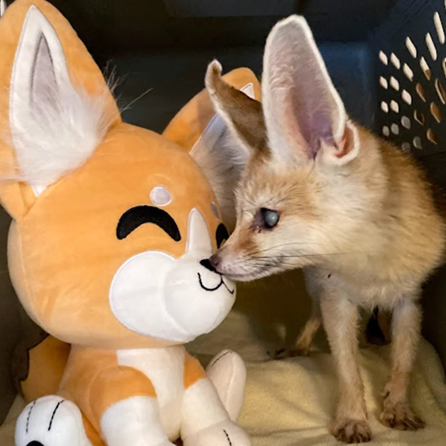 fennec fox plush 9in youtooz 