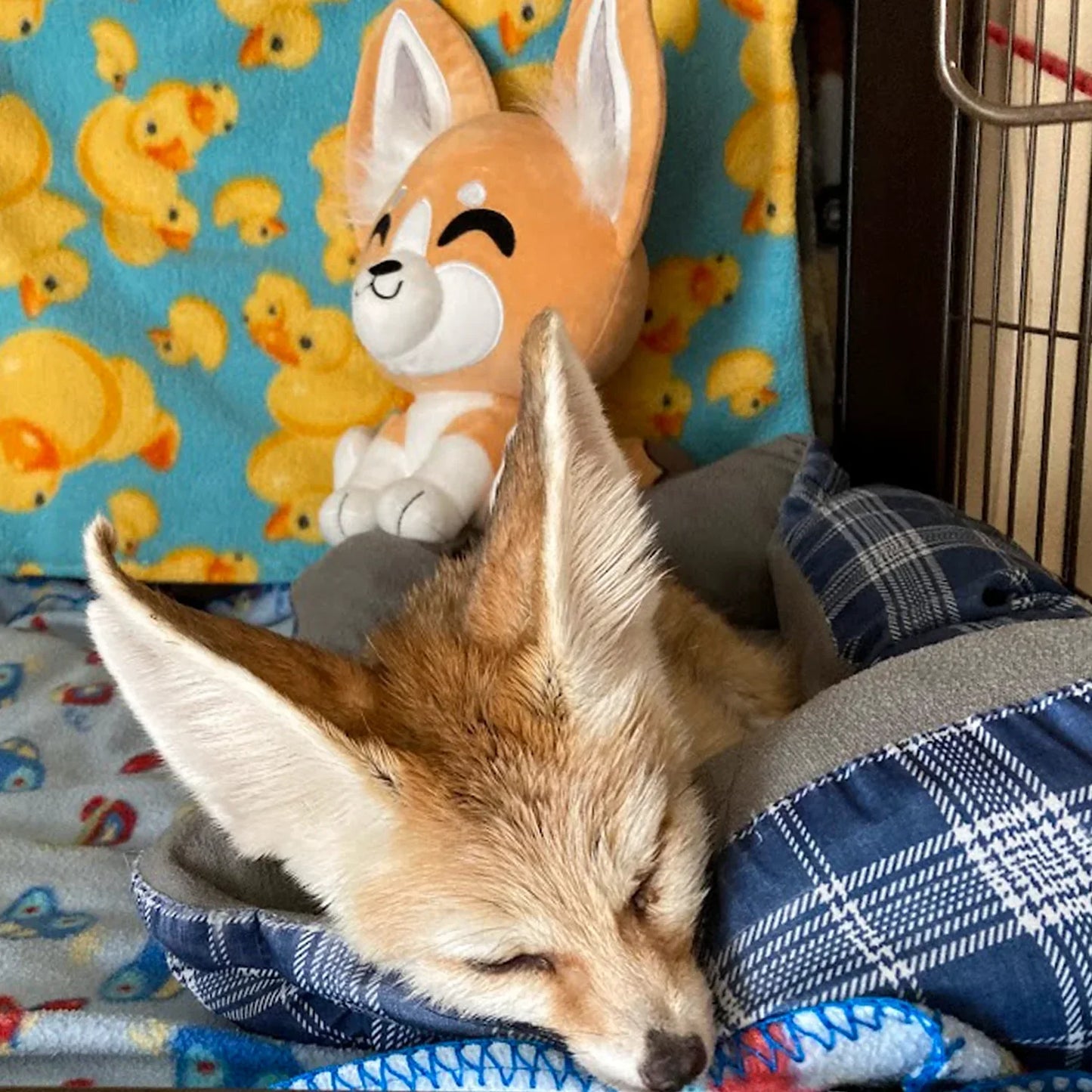 fennec fox plush 9in youtooz 