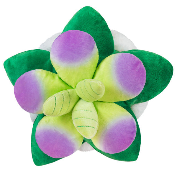 Mini Squishable Sukkulente